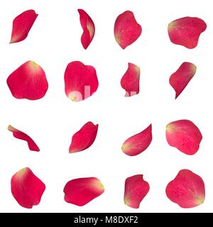 Un ensemble de pétales de rose rouge dans différents angles. Fond isolé blanc Banque D'Images