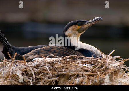 White-breasted cormorant (Phalacrocorax carbo), San Diego Wild Animal Park, Californie Banque D'Images