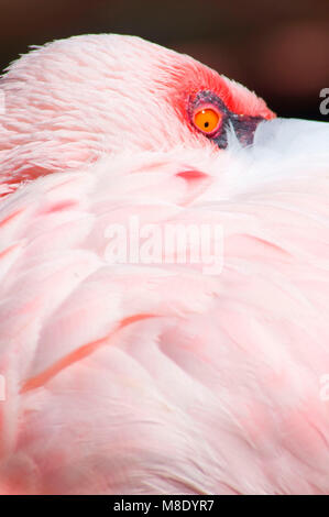 Flamant rose (Phoenicopterus roseus), San Diego Wild Animal Park, Californie Banque D'Images