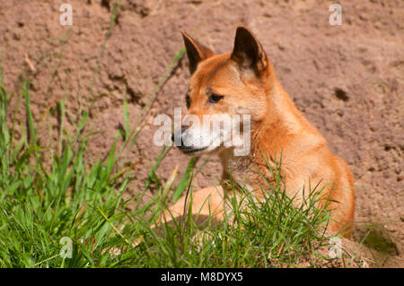 Guinée chantant Chien (Canis hallstromi), du Zoo de San Diego, Balboa Park, San Diego, Californie Banque D'Images