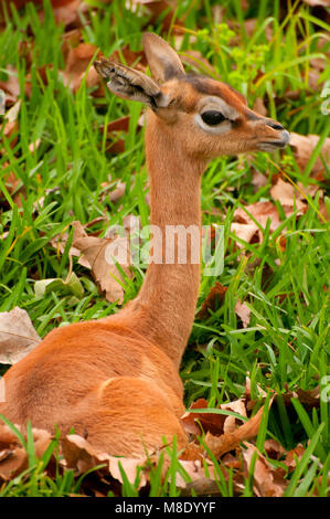 Le sud (Litocranius walleri) gerenuk, San Diego Zoo Safari Park, San Diego County, Californie Banque D'Images