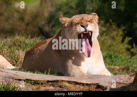 Lion (Panthera leo), San Diego Zoo Safari Park, San Diego County, Californie Banque D'Images