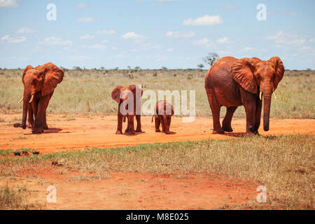 Famille de quatre éléphants bush d'Afrique (Loxodonta africana) couverts de poussière et de terre rouge marche sur la savane sur safari à Tsavo East National Banque D'Images