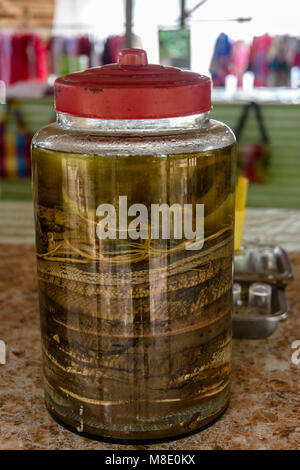 Un grand bocal rempli de vin de riz et des serpents morts, utilisé comme un remède traditionnel pour la polyarthrite rhumatoïde et articulaires, Vietnam Banque D'Images