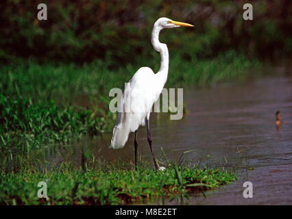 Grande aigrette,Costa Rica Banque D'Images