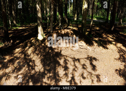 Immense fourmilière dans la forêt Banque D'Images