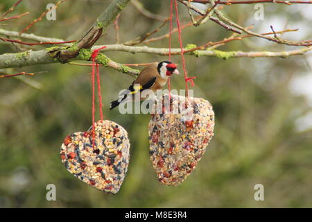 Chardonneret (Carduelis carduelis) à une maison en forme d'coeur Mangeoire remplie de graisse, graines de tournesol et les baies de haies à la fin de l'hiver UK Banque D'Images