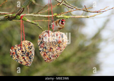 Chardonneret (Carduelis carduelis) à une maison en forme d'coeur Mangeoire remplie de graisse, graines de tournesol et les baies de haies à la fin de l'hiver UK Banque D'Images