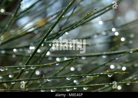 Gouttes de pluie sur un balai d'hiver. Banque D'Images