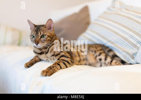 Jeune chat bengal lying on couch Banque D'Images