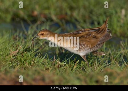 Kleinst waterhoen dans le nat terein, Baillon's Crake en terain humide Banque D'Images