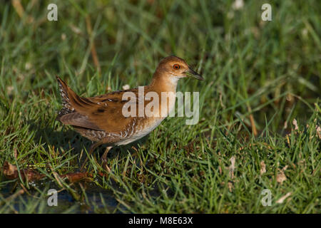 Kleinst waterhoen dans le nat terein, Baillon's Crake en terain humide Banque D'Images