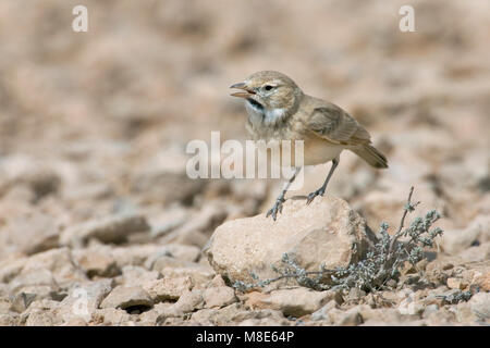 Bar-tailed desert Lark, Rosse, Woestijnleeuwerik Ammomanes cincturus Banque D'Images