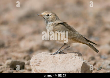 Bar-tailed desert Lark, Rosse, Woestijnleeuwerik Ammomanes cincturus Banque D'Images