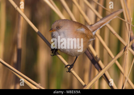 Vrouwtje Baardman in het riet, femelle Bearded Reedling à reed Banque D'Images