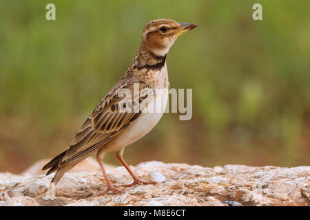 Bergkalanderleeuwerik op de grond ; Bimaculated Lark sur le terrain Banque D'Images
