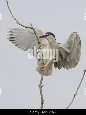 Bihoreau gris volant adultes ; Kwak volwassen vliegend Banque D'Images