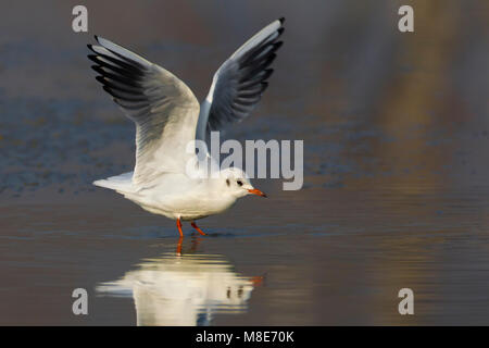 Volwassen Kokmeeuw dans winterkleed ; hiver adultes mouette Banque D'Images