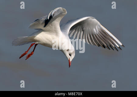 Dans winterkleed Volwassen Kokmeeuw dans de viaje en avión ; hiver adultes mouette en vol Banque D'Images