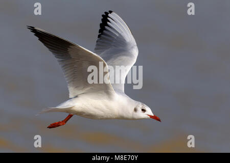 Dans winterkleed Volwassen Kokmeeuw dans de viaje en avión ; hiver adultes mouette en vol Banque D'Images