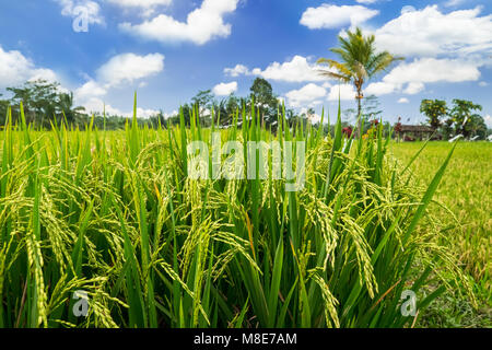 Riz vert oreilles le mûrissement sur terrain entouré par une jungle dense sous ciel bleu près de village de Bali. Indonésie L'agriculture traditionnelle Banque D'Images