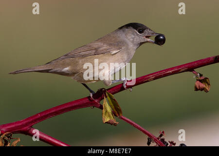 Foeragerend Zwartkop op bessen ; nourriture Blackcap eurasien sur les baies Banque D'Images