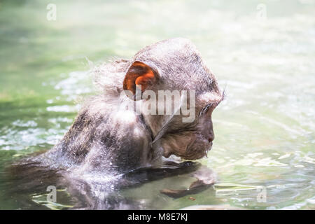 Crabe humide mignon-eating macaque (Macaca fascicularis) baignade en étang. Funny monkey le bouffon. Sacred Monkey Forest Sanctuary. Bali, Ubud, Indonésie Banque D'Images