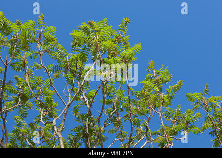 Staghorn Sumach, Rönnsumak (Rhus typhina) Banque D'Images