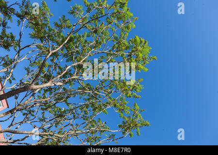 Staghorn Sumach, Rönnsumak (Rhus typhina) Banque D'Images