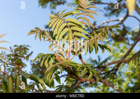 Staghorn Sumach, Rönnsumak (Rhus typhina) Banque D'Images