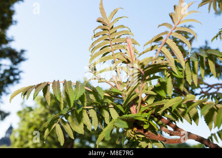 Staghorn Sumach, Rönnsumak (Rhus typhina) Banque D'Images