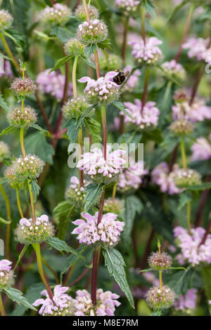 Jérusalem Sage, Röd lejonsvans (Phlomis tuberosa) Banque D'Images