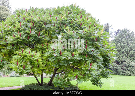 Staghorn Sumach, Rönnsumak (Rhus typhina) Banque D'Images