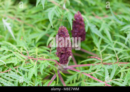 Staghorn Sumach, Rönnsumak (Rhus typhina) Banque D'Images