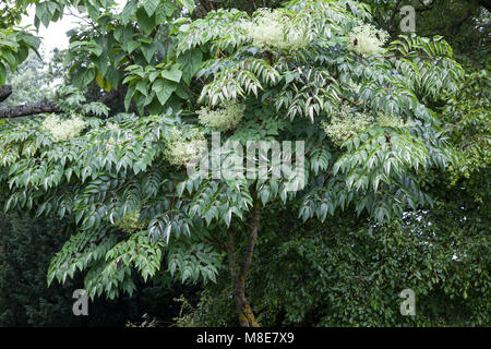 Japanese angelica-arbre, Parkaralia (Aralia elata) Banque D'Images