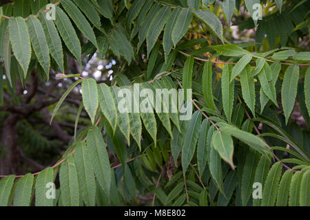 Staghorn Sumach, Rönnsumak (Rhus typhina) Banque D'Images