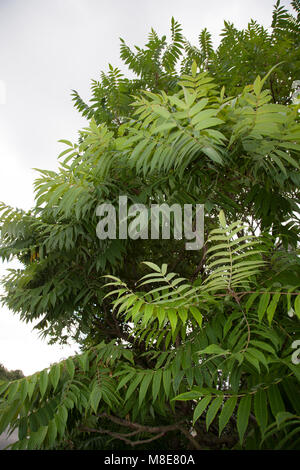 Staghorn Sumach, Rönnsumak (Rhus typhina) Banque D'Images