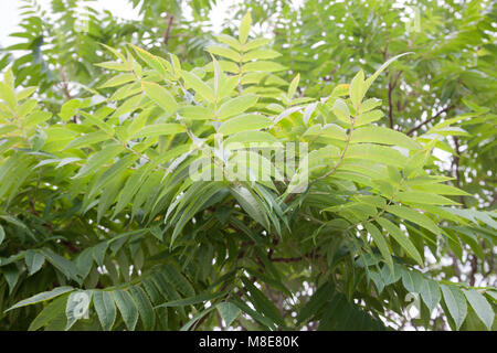 Staghorn Sumach, Rönnsumak (Rhus typhina) Banque D'Images