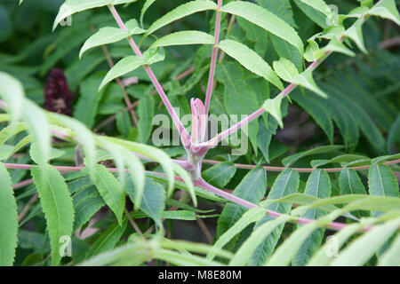 Staghorn Sumach, Rönnsumak (Rhus typhina) Banque D'Images