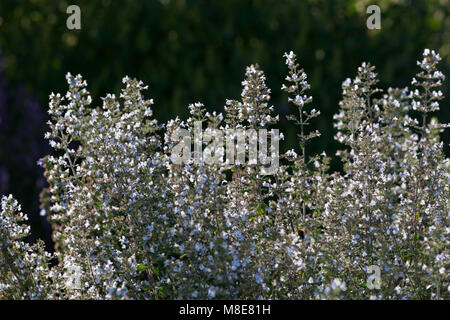 Moindre menthe, Stenkyndel (Calamintha nepeta) Banque D'Images