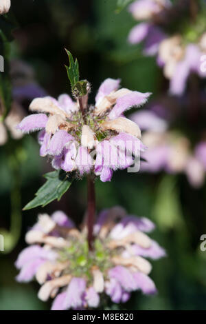 Jérusalem Sage, Röd lejonsvans (Phlomis tuberosa) Banque D'Images