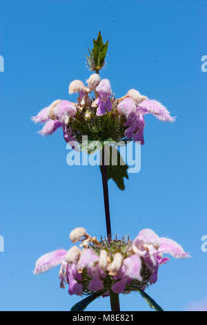 Jérusalem Sage, Röd lejonsvans (Phlomis tuberosa) Banque D'Images