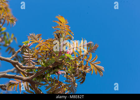 Staghorn Sumach, Rönnsumak (Rhus typhina) Banque D'Images