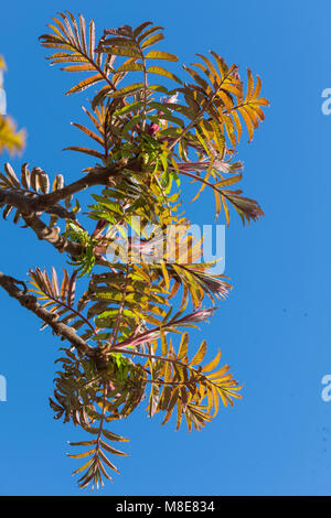 Staghorn Sumach, Rönnsumak (Rhus typhina) Banque D'Images