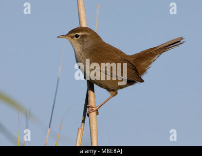 Zanger de Cetti Cetti's Warbler ; ; Cettia cetti Banque D'Images