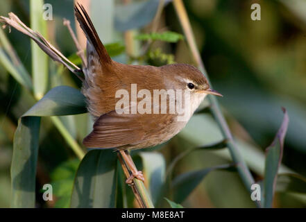 Zanger de Cetti Cetti's Warbler ; ; Cettia cetti Banque D'Images