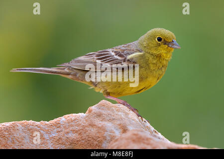 Smyrnagors zittend op rots ; Cinereous Bunting perché sur la roche Banque D'Images