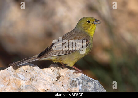 Smyrnagors zingend op rots ; Cinereous Bunting chant sur rock Banque D'Images