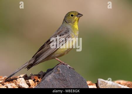 Smyrnagors zittend op rots ; Cinereous Bunting perché sur la roche Banque D'Images