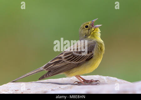 Smyrnagors zingend op rots ; Cinereous Bunting chant sur rock Banque D'Images